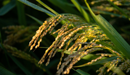 高溫干旱對糧食生產(chǎn)究竟影響有多大？