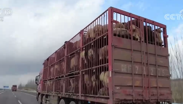 转场,生产生活,助力,伊犁河谷,越冬,饲草料,机械化,昭苏县,牧民定居点,霍城县