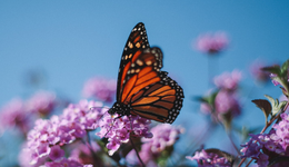 從“資源股”到“技術(shù)股”，贛鋒鋰業(yè)蝶變