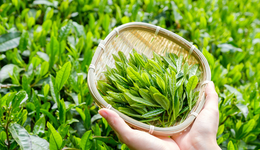 围炉煮茶的热度，传统茶企们“蹭”不了