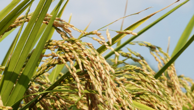 财说 | 两笔关联方收购疑点重重，鹏都农牧布局全球只是个幌子？