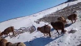 新疆阿勒泰部分人員牲畜走失，官方回應(yīng)：極端天氣所致，正統(tǒng)計(jì)損失