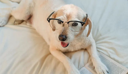 万亿宠物赛道崛起，资本先开始“拉帮结派”了