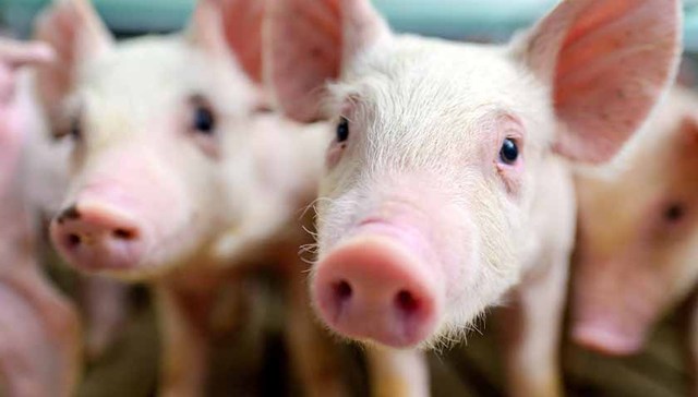 南方“腌腊潮”提振生猪需求，但春节前或“旺季不旺”