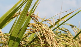 贵人鸟溢价近三成收购实控人资产，押注粮食贸易能转型成功吗？