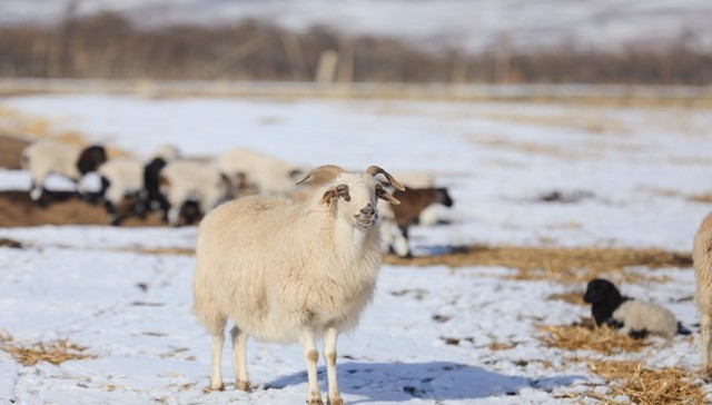 【特写】羊肉产业链受困“羊周期”，牧民们也在等待餐饮回归