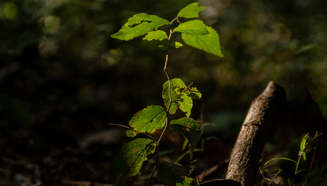 成实外,股价,转型,扭亏为盈