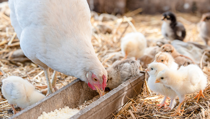 A股,益生股份,002458.SZ