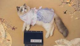 把猫当娃养的年轻人，撑起了140种生意