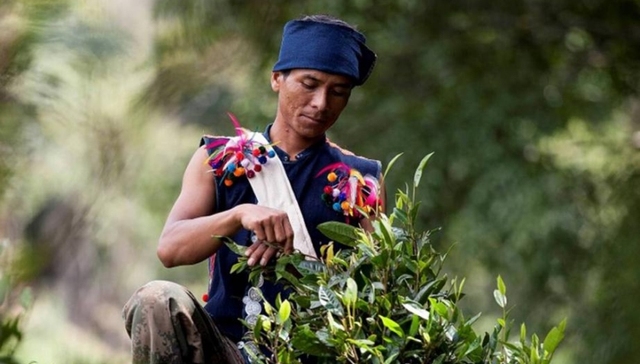 美妆产品,中国市场,消费趋势,LVMH,茶灵,业绩