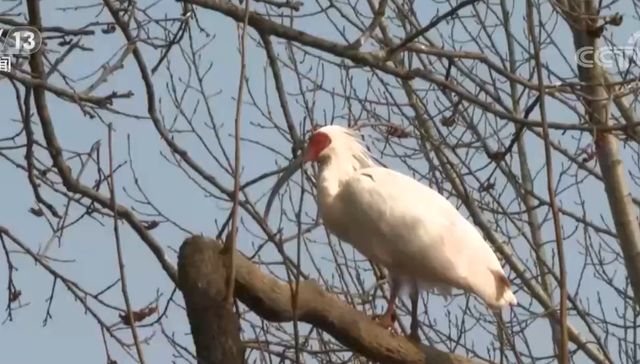 朱鹮,觅食,野外,繁育,投喂,自然繁殖,种群,健康监测,野化,人工饲养