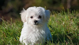 侵犯專利權？乖寶上市遭中寵“發(fā)難”，寵食巨頭明爭暗斗鬧上公堂