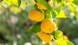 黃桃罐頭，迎來“高燒”