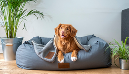 宠云行股权生变：中宠金鼎之外，临沂国资入股