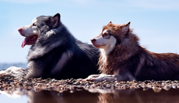 “疯狂小狗”母公司吉家宠物增资，尤妮佳入股，复星系悄然退出