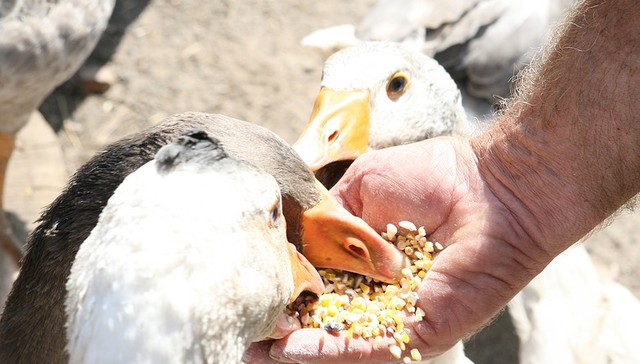 收购法国Nor-Feed拓展动物饲料特种业务，安迪苏试图摆脱低利润困境
