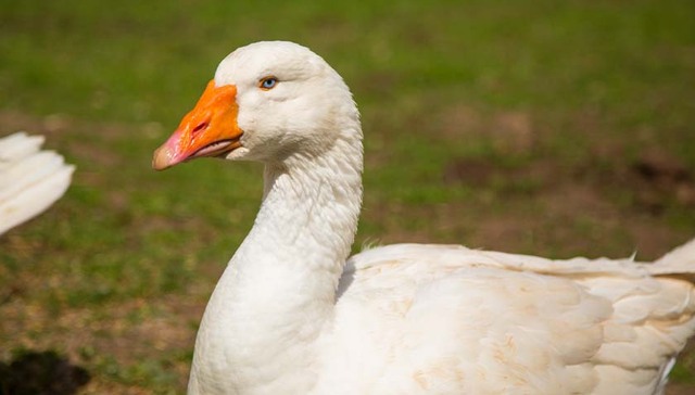 价格上涨三倍还“一肝难求”，鹅肝在法国又成了奢侈品