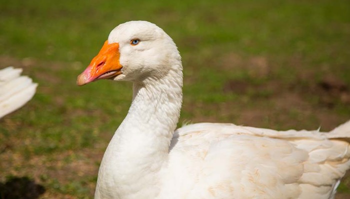 价格上涨三倍还“一肝难求”，鹅肝在法国又成了奢侈品