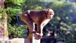 《國家公園空間布局方案》印發(fā)：共遴選出49個(gè)國家公園候選區(qū)