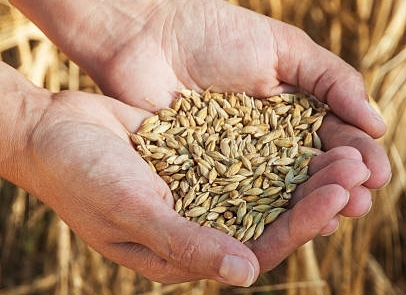 种业芯片突围：新种子法施行，生物育种迎来商业化元年｜回望2022㉑