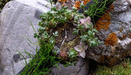 成立两百年后，小众瑞表品牌亨利慕时把第一家直营专卖店开在了香港