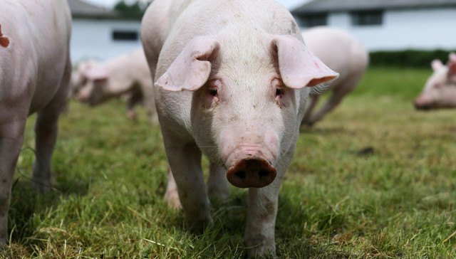 上一年猪价从暴涨到踩踏性暴跌，2023年生猪市场在下行区间等待机遇 | 界面预言家㉘
