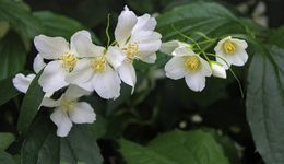 承包全球60%的茉莉花产量，这个广西小城离“世界花都”还有多远？