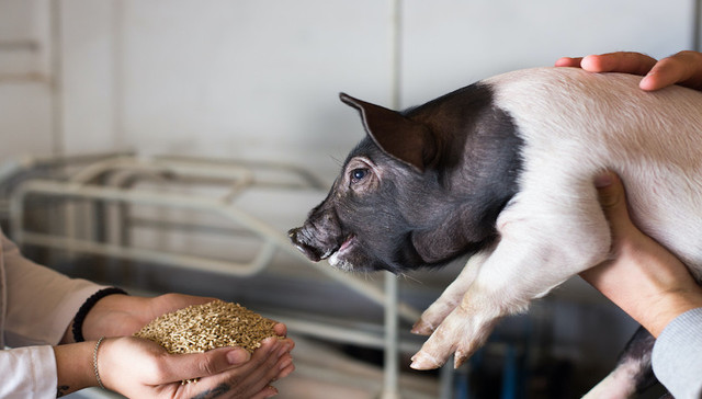 业绩受限于生猪养殖周期，播恩集团IPO过会拟继续扩产