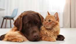 從美國寵物產(chǎn)業(yè)變遷，窺見中國“它經(jīng)濟”的未來