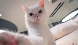 寄養(yǎng)7天花3個月“生活費”，寵物店商家春節(jié)訂單翻倍