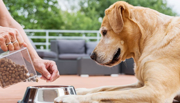 宠物消费热潮下，国产宠物食品如何崛起？