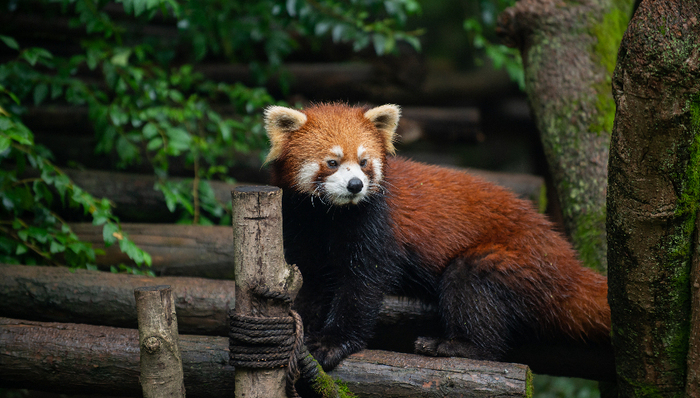 法治面｜如何科学放归涉案野生动物？