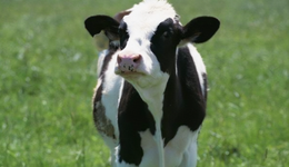 認(rèn)養(yǎng)一頭牛IPO首輪問詢：“認(rèn)養(yǎng)”模式是否涉及傳銷、非法集資