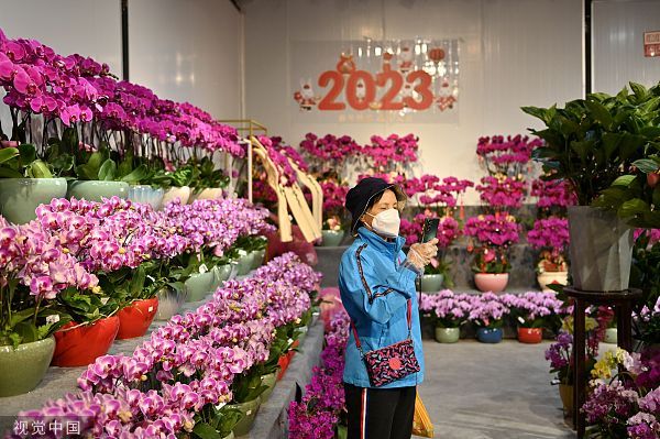 兰花,冬青,蝴蝶兰,广州花市