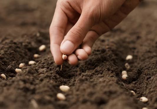 粮食安全问题紧迫，两年时间中国就组建了六个省级种业集团