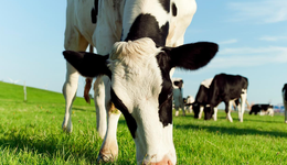 营销故事成“事故”，宣传有出入，认养一头牛IPO之路徒增绊脚石