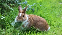 种种属相，也是一次动物狂想