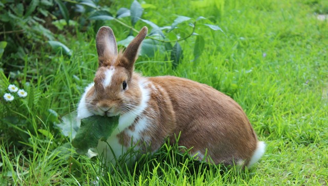 种种属相，也是一次动物狂想