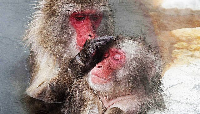 每周奇趣掠影丨中国兔年到来之际，越南庆祝猫年；美国彩票开出13.5亿美元头奖