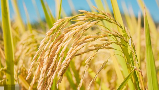 直通部委 | 农业农村部：确保今年粮食产量在1.3万亿斤以上 发改委：确保春节重要民生商品量足价稳