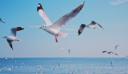 除了人類，泥土、天花與海鳥也是歷史的參與者 | 一周新書推薦