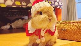 兔子成新寵：有商家年銷20000只，最貴一只上萬元