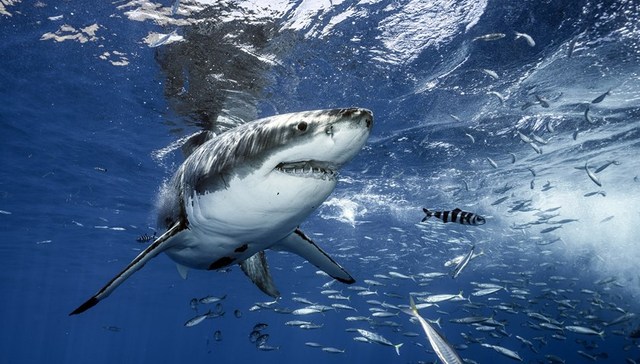 地方新闻精选 | 网红博主烹食噬人鲨被罚12.5万 西安“58元烩菜”门店停业整顿