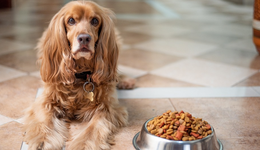 千億級寵物食品賽道已踏上創(chuàng)新征程，替代蛋白原料將成為未來趨勢