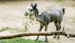 旅游過年的我，如同一只行走的“羊”
