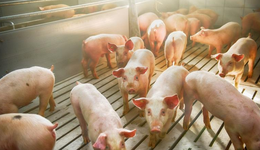 从亏损百亿到盈利近50亿，温氏股份站了起来，但行业出清还没结束？