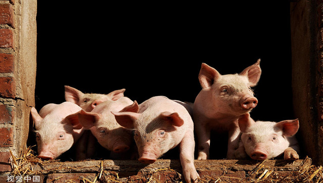 IPO雷达 | 债台高筑、模式落后，“猪老六”德康农牧二闯港交所