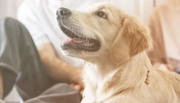 谁在执掌中国最大宠物医院，新瑞鹏复杂股权架构首次曝光