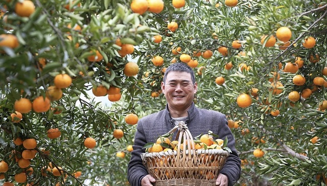 上万吨柑橘如何运出产地，成为了千家万户的年货爆款