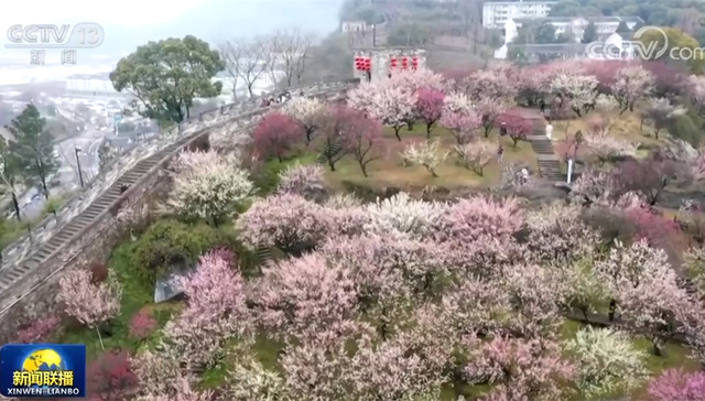 梅花,盛开,种植,花海,油菜花,乡村旅游,白水江,赏花,群众增收,云朵